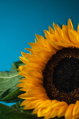 Big bold macro shot of a vibrant yellow orange sunflower set against a vivid blue background with copy space.