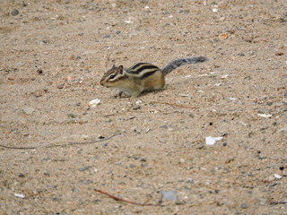 squirrel on the ground