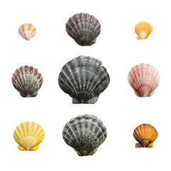 Isolated sea shells on a white background. Shells in natural colors, polished by the waves of the surf.
