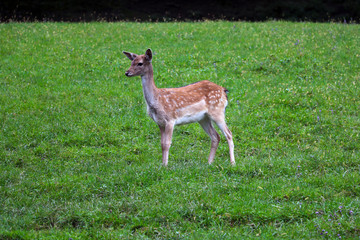 Naklejka na ściany i meble A small sika deer stands in a green meadow.