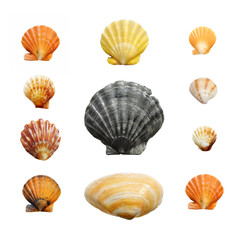 Isolated sea shells on a white background. Shells in natural colors, polished by the waves of the surf.