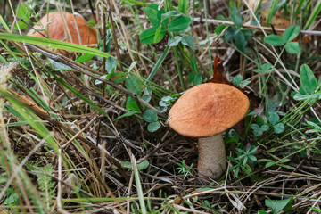 two aspen trees in the grass. Growing edible mushrooms