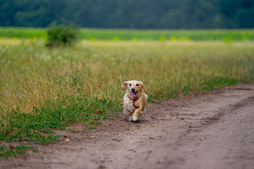 Cute fluffy dog running outdoor. Happy walk of a dog. Dog playing in field. Small breeds.