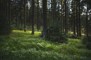 Fototapete bei efototapeten.de bestellen   