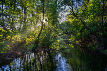 Fototapeta na wymiar morning sun rays in green forest by the river
