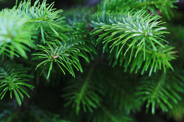 green fresh fir branch close up