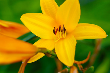 bright yellow lily in garden