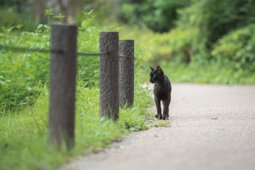 公園を散歩する黒猫