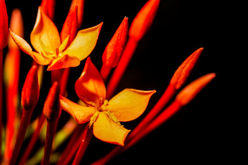 The stamens are tiny but full of pollen.