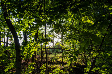green forest in spring time