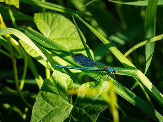 Dragonfly hiding in the grass © michal