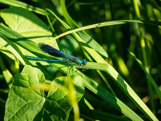 Dragonfly hiding in the grass