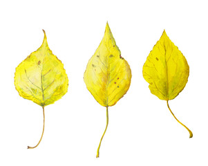 Set of watercolor yellow autumn leaves. Seasonal illustration