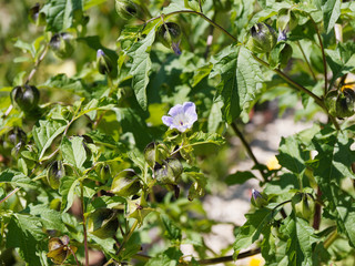 Buisson ramifié Pomme du Pérou | Nicandre bleu | Faux-coqueret | Physalis du Pérou (Nicandra physaloïdes)