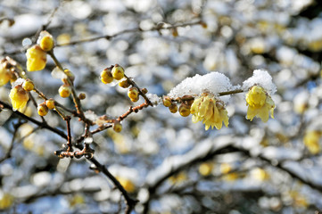 中国原産の落葉樹ロウバイの黄色い花とそのつぼみに積もる雪