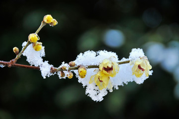 中国原産の落葉樹ロウバイの黄色い花とそのつぼみに積もる雪