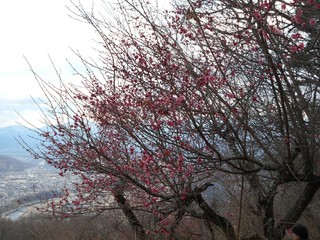 満開の梅の花
