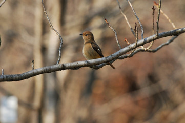 冬の枯れた枝で休むジョウビタキ