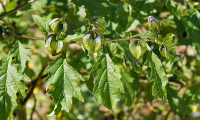 Nicandra physaloïdes | Pomme du Pérou aux fleurs campanulées bleutées et éphémères suivies de fruits en forme de lanternes vert à brun dans un feuillage oval, nervuré et gaufré vert moyen