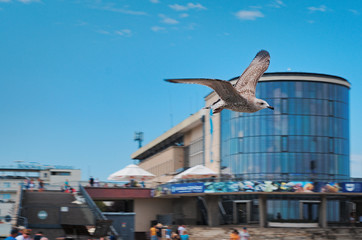 seagull in flight