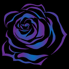 Beautiful rose on a holiday card. Vector illustration of a bright rose on a black background. Hand drawn rose flower.