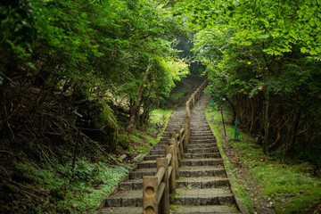 stairs surrounded by trees toward the top of Mt. tsurumi in beppu city, oita pref, japan