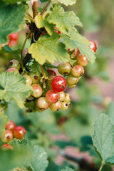 Johannisbeeren