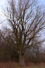 A beautiful leafless tree on a spring evening. Branches of a tree against the sky. Landscape. Twilight time.