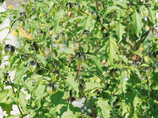 Nicandra physaloïdes | Pomme du Pérou ou Nicandre bleu, buisson ramifié aux fruits en forme de lanternes japonaise brun vert, fleurs bleutées à blanc, feuillage oval, vert et glabre sur tiges fortes
