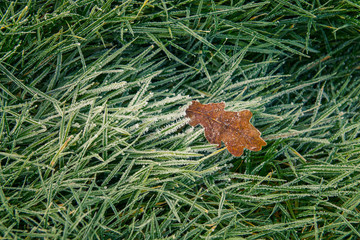 Obraz premium Yellow oak leaf on green grass. Yellow oak leaf lies on green grass covered with frost in the autumn season. Background of green grass and oak leaf