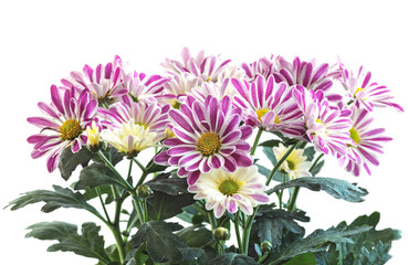 A bouquet of Indian chrysanthemum (Chrysanthemum indicum) - a perennial plant of the Asteraceae family, or, as they are also called, Asteraceae