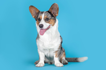 Naklejka na ściany i meble Cute Welsh Corgi Cardigan dog sitting on blue background in studio. Rare Merle color, pretty eyes and face expression, colorful spots on the body. Copy space for any text.