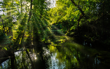 Fototapeta na wymiar sun rays in green forest