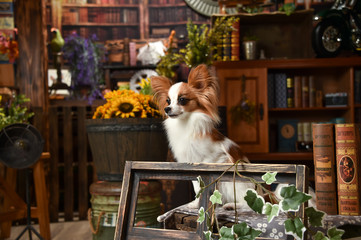 レトロビンテージ背景でおすましするパピヨン