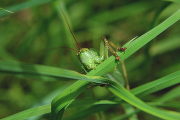 Grashüpfer, Heuschrecke, Insekt, green, Natur, makro, Tier, gras, Blatt, wild lebende Tiere, sommer, wild, bein, springen