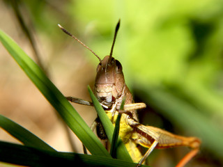 Grashüpfer, Heuschrecke, Insekt, green, Natur, makro, Tier, gras, Blatt, wild lebende Tiere, sommer, wild, bein, springen