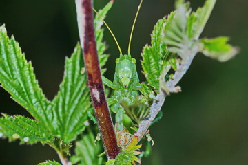Grashüpfer, Heuschrecke, Insekt, green, Natur, makro, Tier, gras, Blatt, wild lebende Tiere, sommer, wild, bein, springen