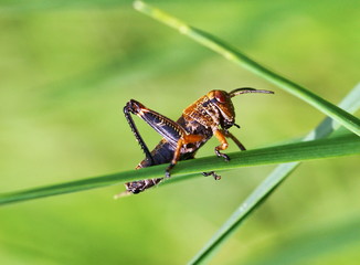 Grashüpfer, Heuschrecke, Insekt, green, Natur, makro, Tier, gras, Blatt, wild lebende Tiere, sommer, wild, bein, springen