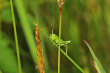 Grashüpfer, Heuschrecke, Insekt, green, Natur, makro, Tier, gras, Blatt, wild lebende Tiere, sommer, wild, bein, springen