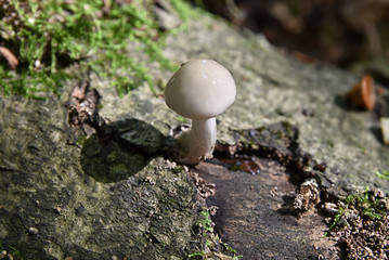 Single white mushroom in forest growing on tree bark | nature woodland photograph | forest in autumn/fall | fungus season | natural photograph of fungi