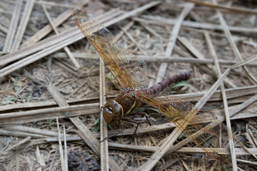 Dragonfly Insect Close-Up Photography | Lake Animal Bug | Rare Animals Of National Parks 