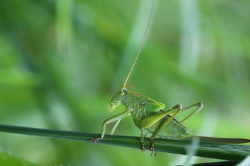 Grashüpfer, Heuschrecke, Insekt, green, Natur, makro, Tier, gras, Blatt, wild lebende Tiere, sommer, wild, bein, springen