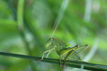 Grashüpfer, Heuschrecke, Insekt, green, Natur, makro, Tier, gras, Blatt, wild lebende Tiere, sommer, wild, bein, springen