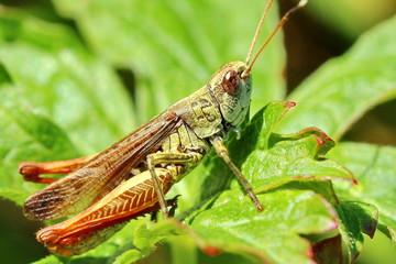 Grashüpfer, Heuschrecke, Insekt, green, Natur, makro, Tier, gras, Blatt, wild lebende Tiere, sommer, wild, bein, springen