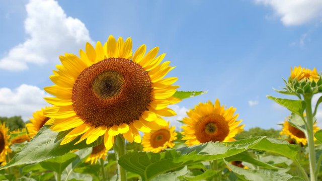 青空とひまわり畑と白い雲　夏イメージ　奈良県営馬見丘陵公園