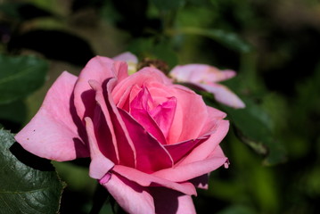 Fototapeta dorodny wiat róży obraz