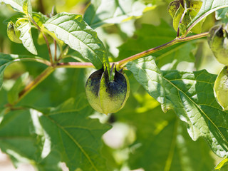 (Nicandra physaloïdes) Pomme du Pérou ou Nicandre bleu à fruits renflés en forme de capsule ou...