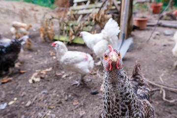 Huhn 