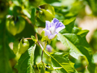 (Nicandra physaloïdes) Pomme du Pérou ou Nicandre bleu à fleurs en forme de coupe évasé ou campanulée de couleur dégradées du bleu-violet au blanc