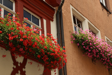 Fototapeta na wymiar Blossoming geranium on the windows and balconies